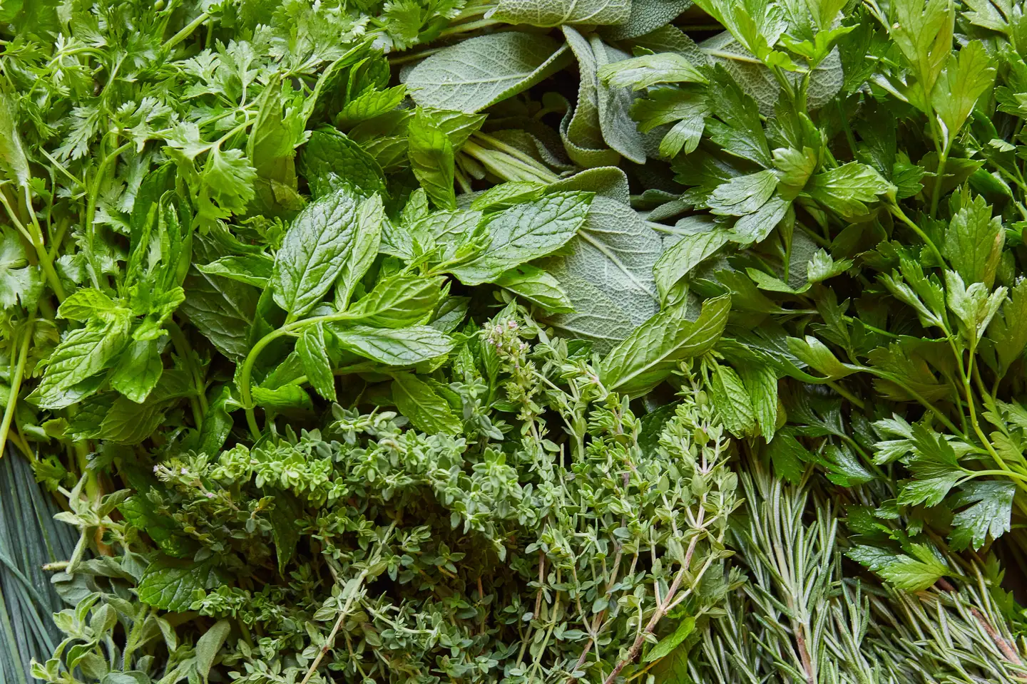HANDS-ON MICRO HERB MASTERCLASS
