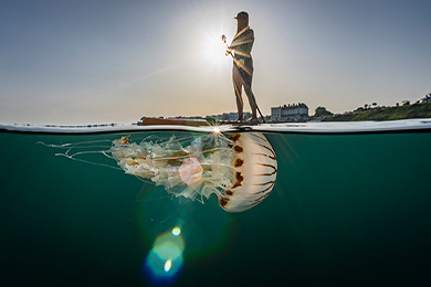 Jellyfish Underwater Photograph